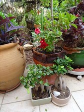 = déco,verdure  sur votre