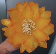 Rare epiphyllum ron - rare, -epiphyllum