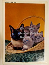 Carte photo CHATS SIAMOIS CHATONS PORTEE  20 x 14 cm  