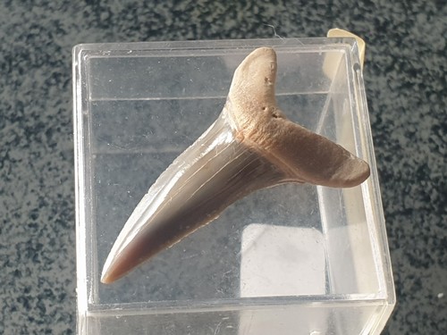 Shark tooth dent requin - -,