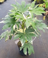Fatsia japonica 'Variegata' /