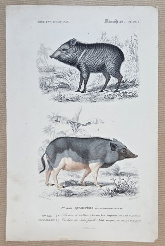 Gravure colorée animal - gravure,