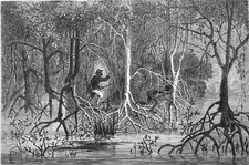 NOUVELLE-CALÉDONIE - POURSUITE à travers les PALÉTUVIERS - Gravure du 19e siècle