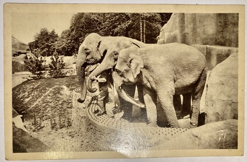 Carte postale ancienne parc - carte,