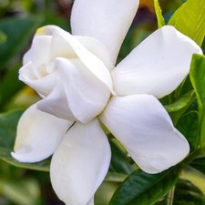 Gardenia jasminoides 'Summer