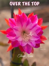 Epiphyllum “Over the Top”