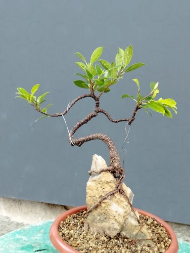 Bonsaï ficus cm en - ficus,
