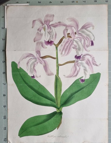 1834 impression botanique - 1834,