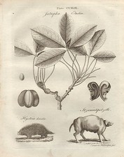 1797 Géorgien Imprimé ~ Jatropha Elastica Plante Hystrix Jtzecuintepotzotli