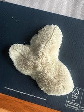 Gros Corail Blanc Fungia  18cm