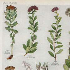 Tillaea Bulliarda Sedum Pl 198 - Plante Flore - Gravure de presse 1930