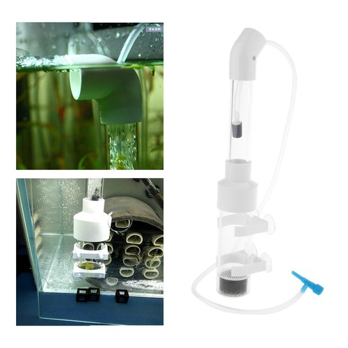 Cichlidés fish egg - egg, incubator