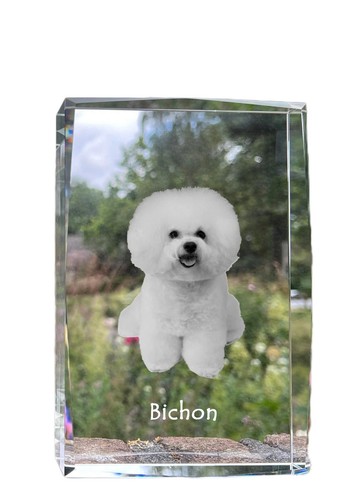 Bichon frisé - bichon, frisé,
