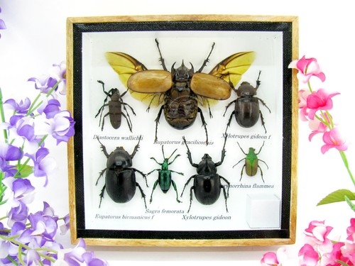 Insectes exotiques réel - insectes,
