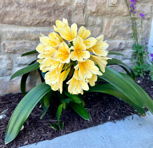 Big plants mature yellow - 3,