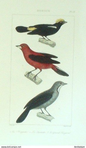 Gravure vauthier buffon - gravure, vauthier-buffon