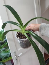 Paphiopedilum supardii select