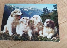 Animaux - Chien. Chiens  - Chiots Des Pyrénées Élevage du Pic de Marbore POUZAC 