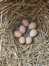 12 oeufs fécondés de poules SUSSEX à mettre en couveuse