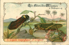 Image ancienne chromo insectes nuisibles cigale - criquet voyageur