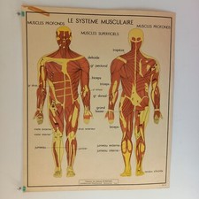 Affiche pédagogique, scolaire - Tableau des sciences ROSSIGNOL - Années 50 - 60