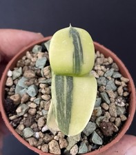 Gasteria Armstrongii Variegata Cactus Caudex Succulente Bonsaï Agave Langue Bœuf