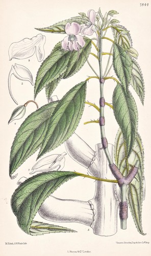 Impatiens cuspidata inde - impatiens, fleur