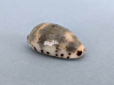 Cypraea Kieneri 20 mm Gem Madagascar " Beau spécimen " V