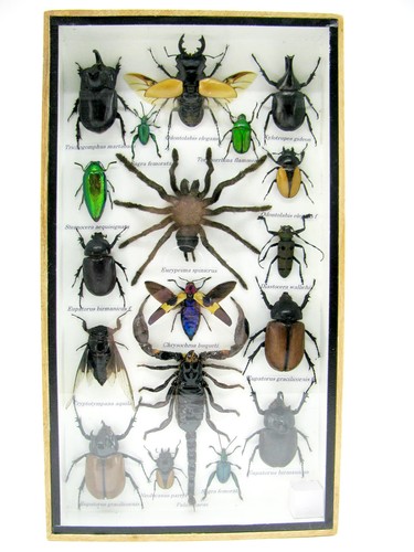 Insectes exotiques réel - insectes,