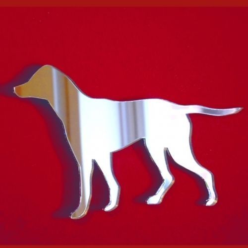 Chien pointer anglais - chien, forme