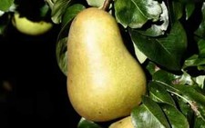 25+ Beurre Hardy (EMLA) Pear