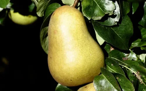 Beurre hardy pear - (emla),