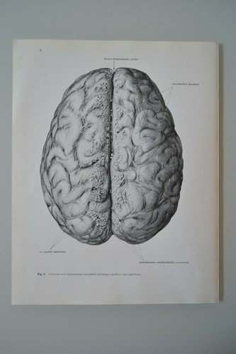 Planche anatomie humaine - planche,
