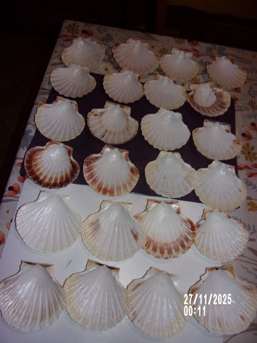 Lots coquilles - lots, 24
