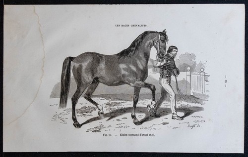 1882 étalon normand - -, d'avant