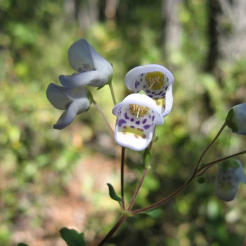 Jovellana punctata plante de - plante,