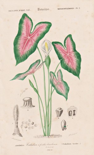 Caladium bicolor kaladien - bicolor,