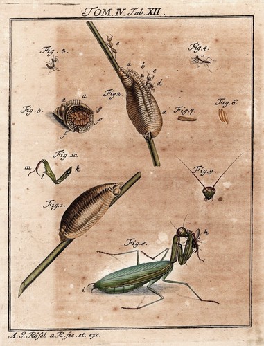 Coccinelle mante religieuse - coccinelle,