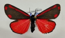 Erebidae - Tyria jacobaeae - La Goutte-de-sang - ♂ 1 - France 2025