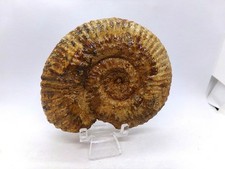 Superbe ammonite fossile des Deux-Sèvres