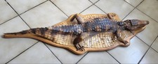 Alligator Taxidermie à plat.