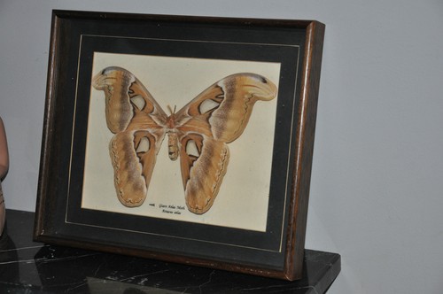 Attacus atlas cadre papillon