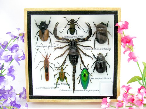 Insectes exotiques réel - 3d,