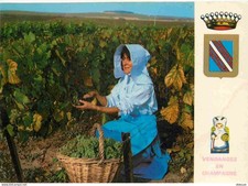 Carte Postale - Vignes -