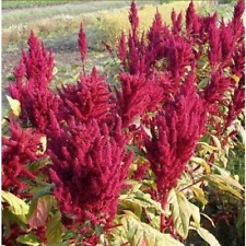 Katia Amaranth - Amaranthus hypochondriacus - 100+ graines - graines - Am 086