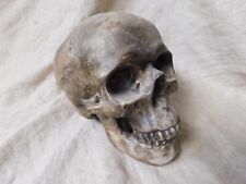 TETE DE MORT EN PLATRE  14cm