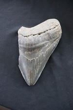 Préhistorique Megalodon Fossile Shark Dent 5 " X 8.9cm