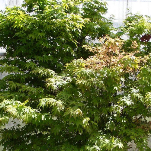 Acer palmatum erable du - palmatum,