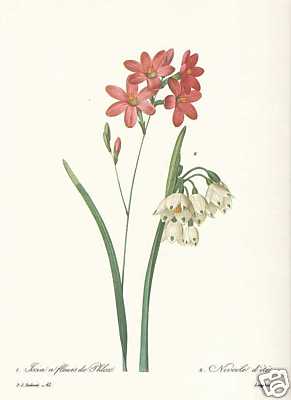 Perce neige märzbecher - märzbecher, ixia