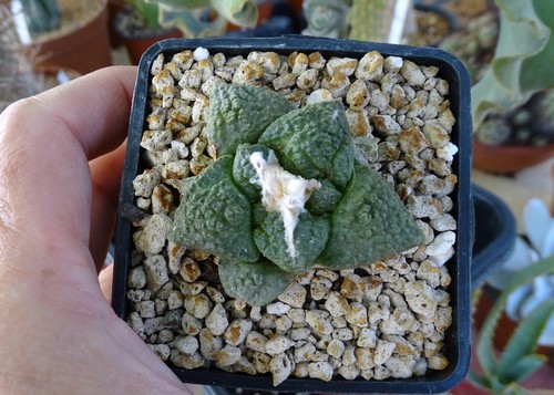 Ariocarpus cactus copiapoa - ariocarpus,